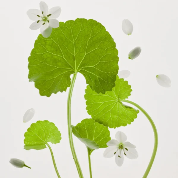 Beauty of Joseon Calming Barrier Mask 1 Stück